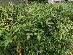 绿叶繁茂的灌木丛