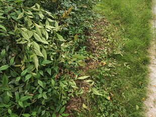 绿叶小径自然清新景致