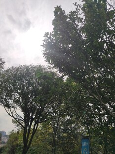 阳光透过树林的自然景象