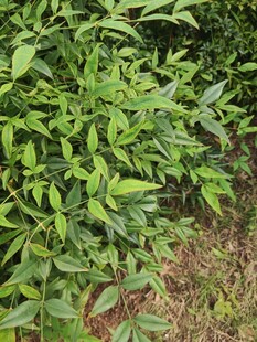 绿叶繁茂的植物景观