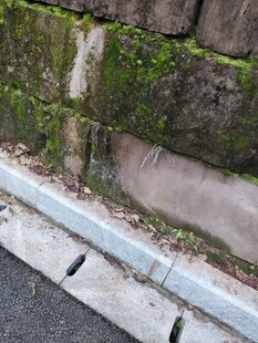 路边石缝间的斑驳苔藓