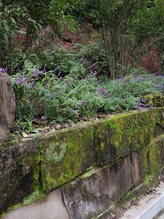 长满绿植的古老石墙景观