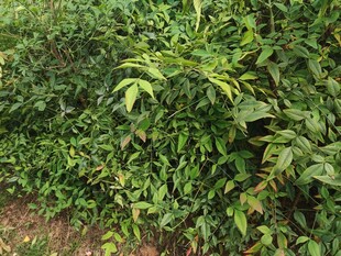 翠绿繁茂的灌木丛