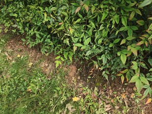 地面绿植与裸露土地景象