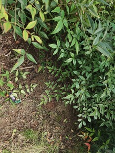 绿叶繁茂的植物景观