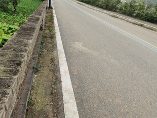 乡村公路旁的绿植与护栏