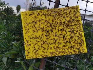 蜂巢上忙碌的众多蜜蜂