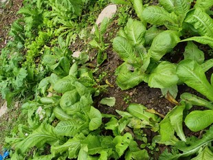 嫩绿青菜生机勃勃