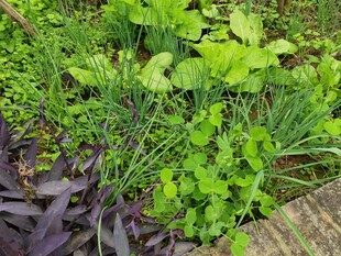 庭院中的翠绿蔬菜植物