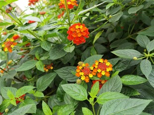 鲜艳橙花绽放绿叶间