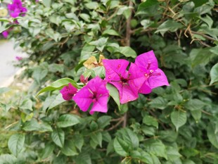 娇艳三角梅绽放绿叶间