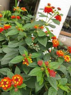 多彩马缨丹绽放生机