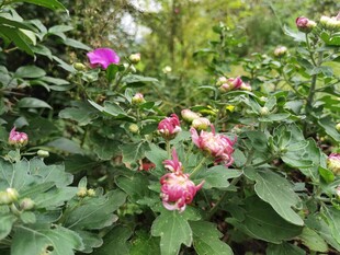 花丛中的多彩绽放