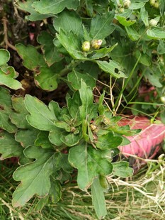 绿叶丛中的黄色小花