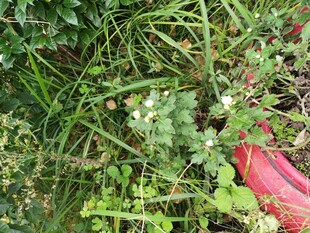 草丛中的红色物件