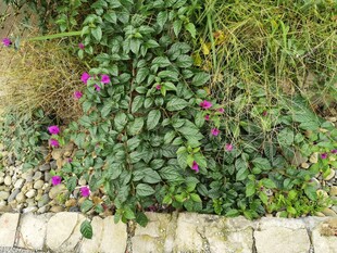 石墙边繁茂盛开的紫色小花