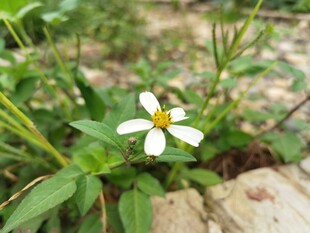 石缝中绽放的白色小花