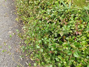 路边繁茂的绿色植物