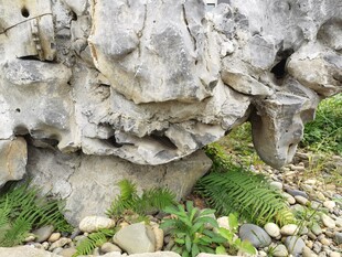 奇特岩石与周边绿植景观