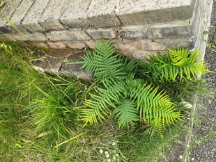 石缝间生长的翠绿蕨类植物