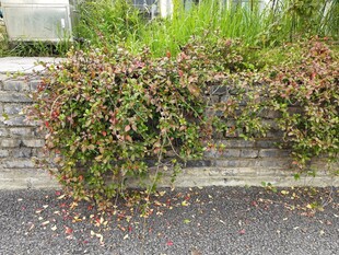 墙边繁茂绿植自然景致