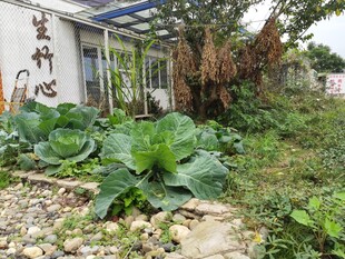 农家小院旁的茂盛蔬菜