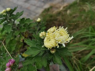 黄色小花绽放于绿叶间