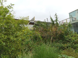 绿植环绕的隐蔽建筑