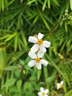 清新小白花绽放绿叶间