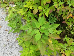 路边翠绿繁茂的植物