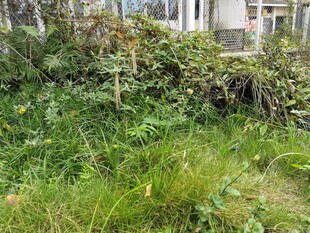 户外杂草丛生的自然角落