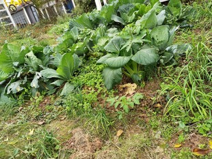 菜园里的绿色蔬菜