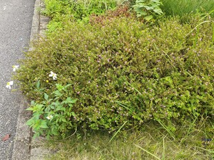 路边繁茂的绿色灌木丛