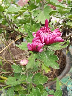 娇艳绽放的紫红色菊花