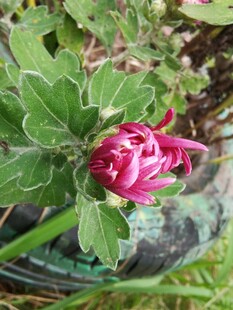 娇艳绽放的粉色花卉