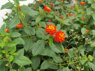 鲜艳马缨丹绽放绿意间