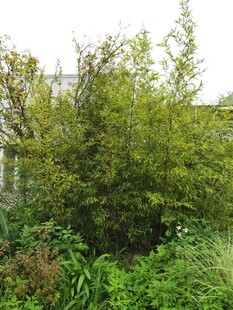 户外翠绿丛生的繁茂植物