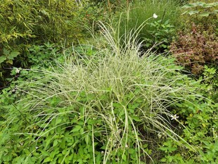 丛生的翠绿观赏草