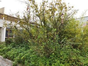 荒废庭院中的繁茂绿植