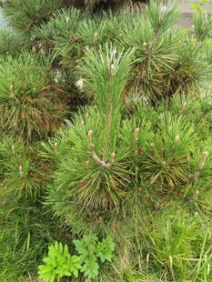 茂密松针植物景观