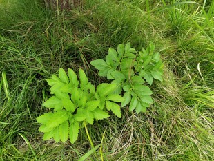 草地上的绿色植物叶片