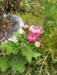 娇艳绽放的粉色菊花