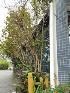 屋旁绿植环绕的宁静景致