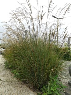 户外丛生的观赏草植物