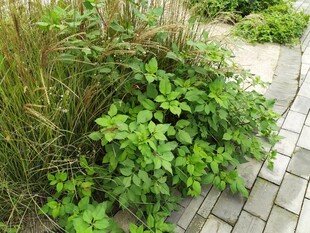 小径旁的翠绿植物景观