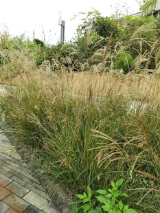 户外自然景观中的茂密草丛