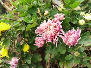 粉色菊花绽放绿叶间