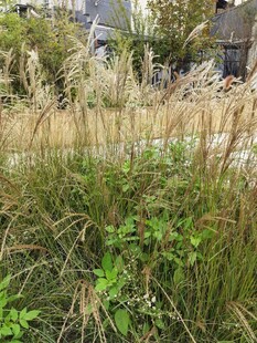 户外茂盛的野草植物景观