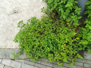 墙角翠绿植物生机盎然