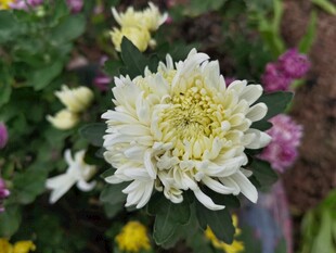 绽放的白色菊花